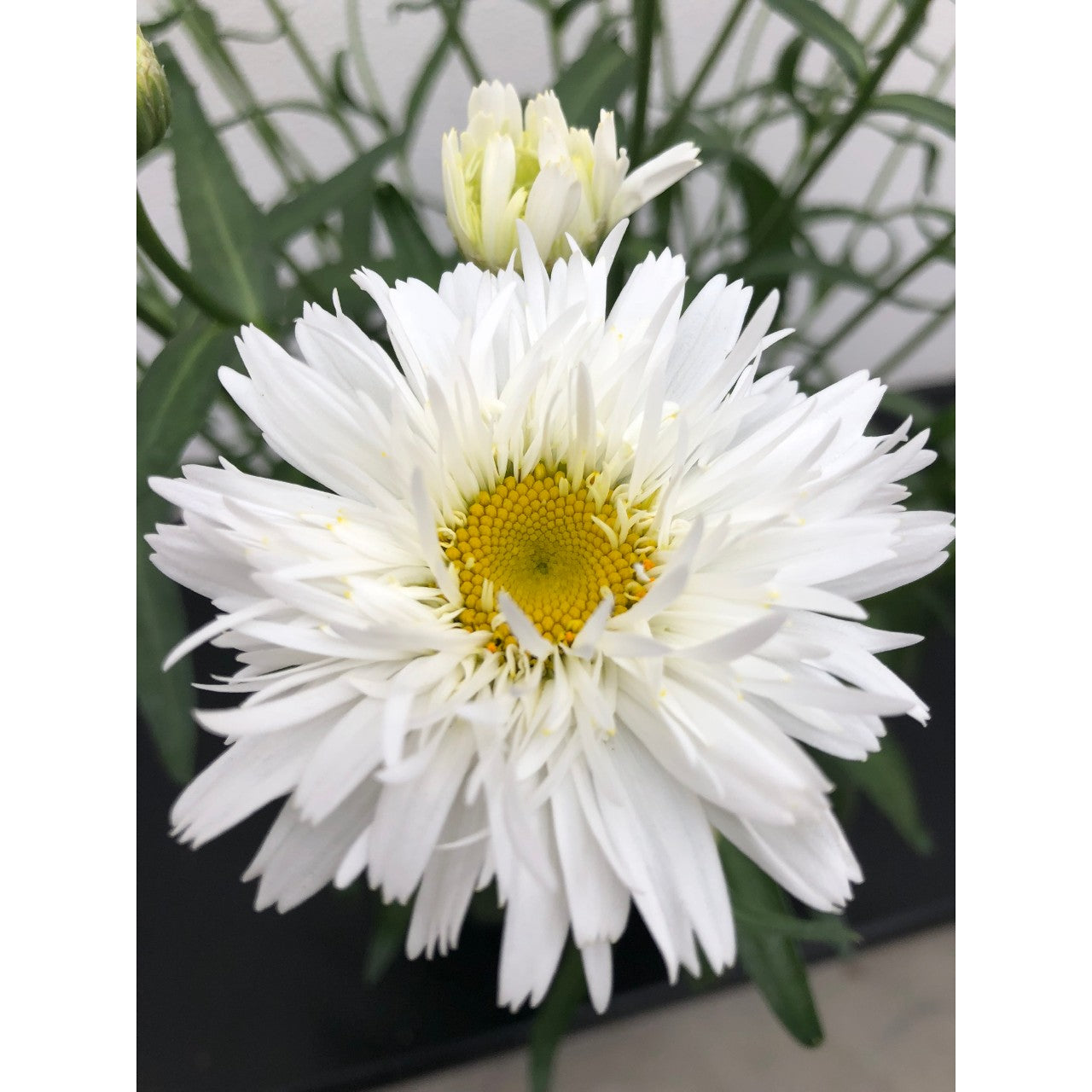 LEUCANTHEMUM SWEET DAISY REBECCA