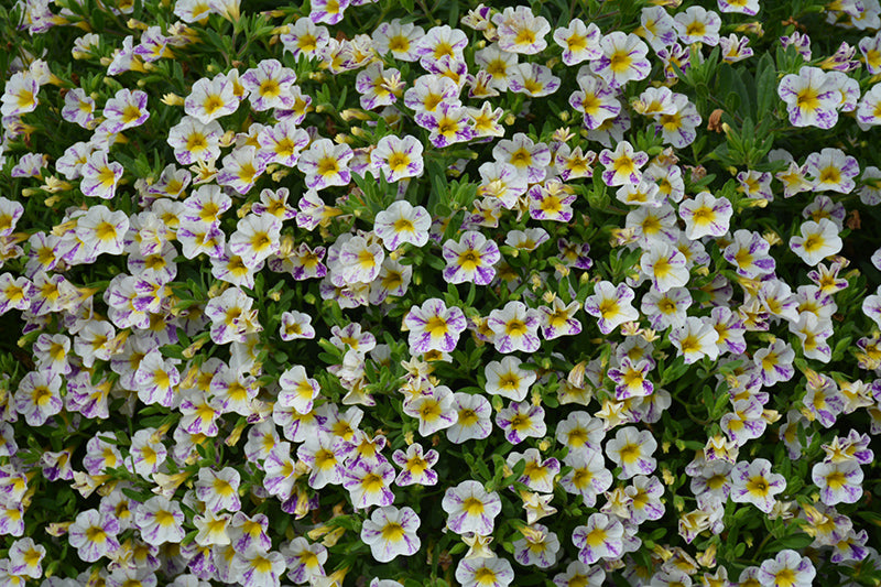 CALIBRACHOA CANDY SHOP - GRAPE SPLASH