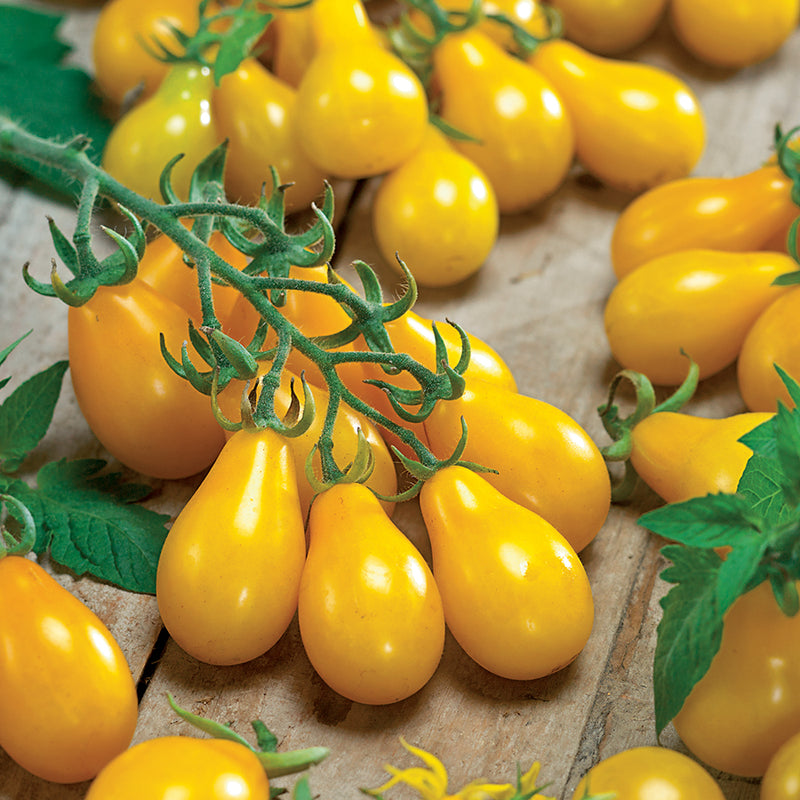 TOMATOES YELLOW PEAR