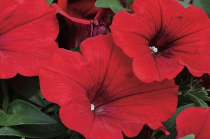 PETUNIA SURFINA - DEEP RED