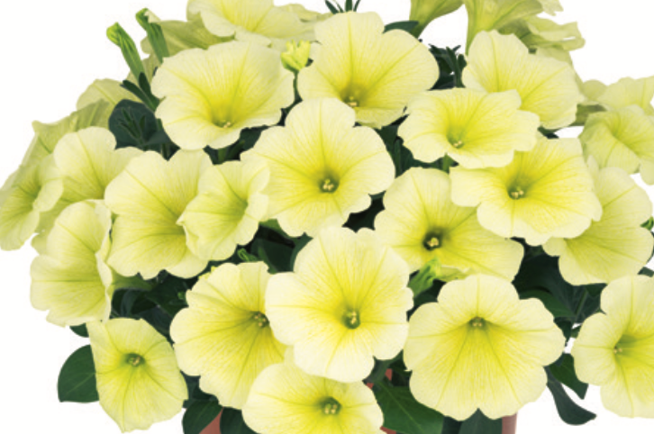 PETUNIA HYBRID - YELLOW