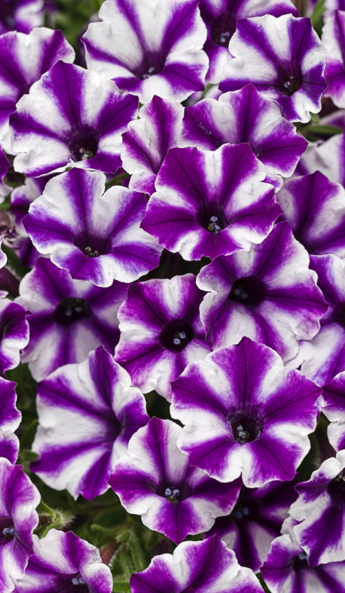 PETUNIA HYBRID - VISTA VIOLET STAR