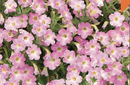 PETUNIA EASY WAVE - PINK