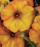 PETUNIA - SUNSET ORANGE