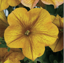 PETUNIA - YELLOW SUN