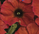 PETUNIA - PREMIUM CINNAMON