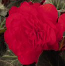 3 GALLON DRAGONWING - RED