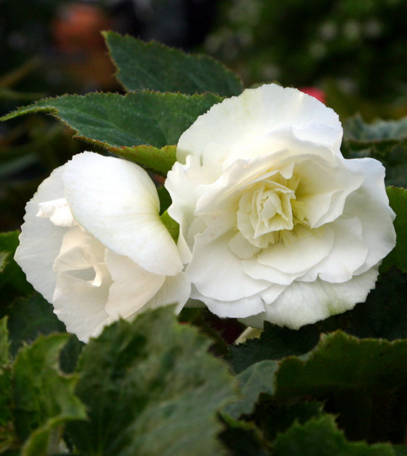 BEGONIA DRAGON WING - WHITE