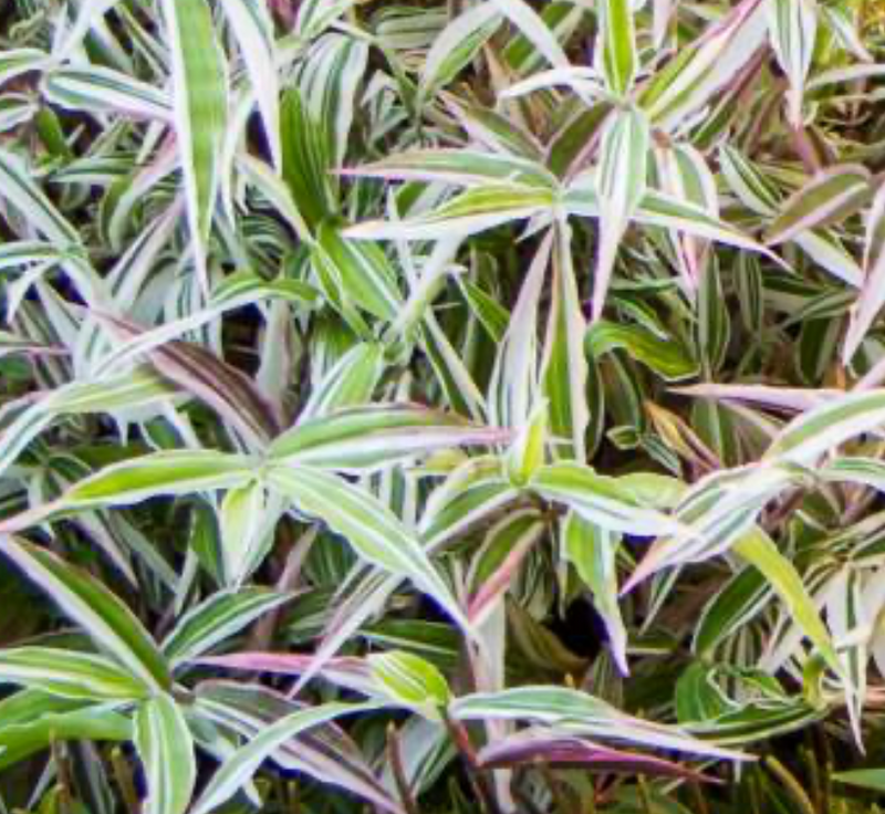 BRIDAL VEIL - VARIEGATED