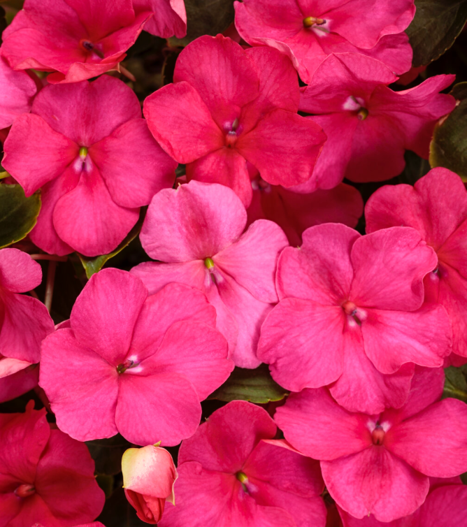 NEW GUINEA IMPATIENS - HOT PINK