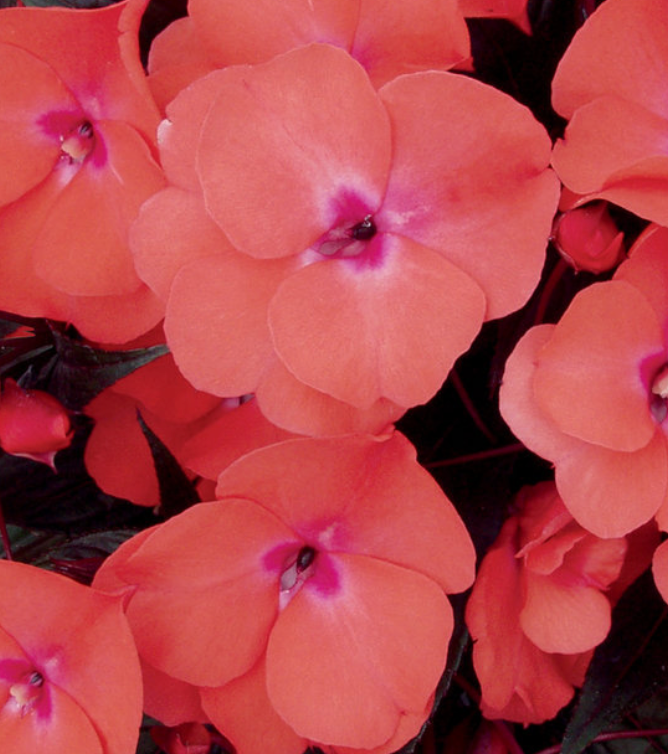 NEW GUINEA IMPATIENS - TANGY TAFFY