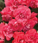 IMPATIENS DOUBLE ROCKAPULCO - PINK CANDY