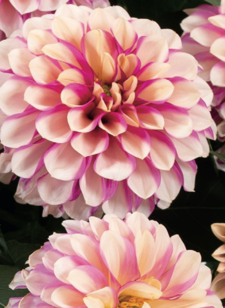 DAHLIA - DALAYA PINK W YELLOW