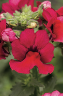 NEMESIA - CRANBERRY