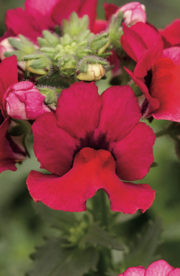 NEMESIA - CRANBERRY