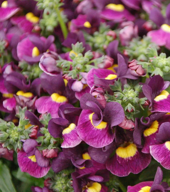 NEMESIA - SUGARBERRY