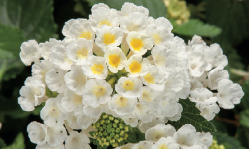 LANTANA - COCONUT