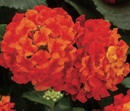 LANTANA - RED CHILI