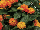 LANTANA - MANGO