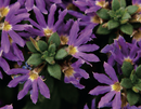 TRAILING SCAEVOLA - FANATIX BLUE