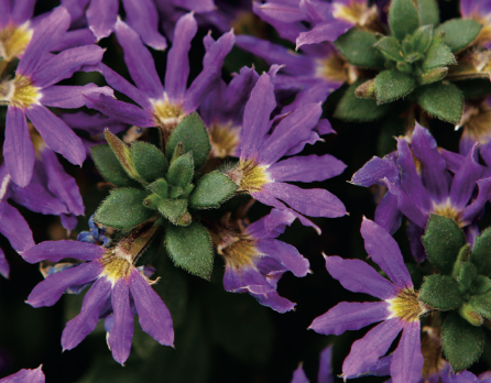 SCAEVOLA BOMBAY - DARK BLUE