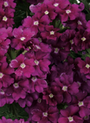 VERBENA UPRIGHT - PURPLE WITH EYE