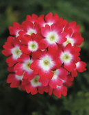 VERBENA - SCARLET WITH WHITE EYE