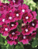 VERBENA UPRIGHT - ROSE WITH EYE