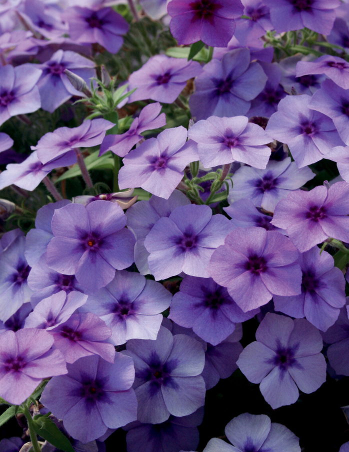 PHLOX - INTENSE BLUEBERRY