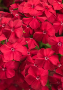 PHLOX - INTENSE RED HOT