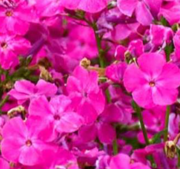 PHLOX - FUSCHIA