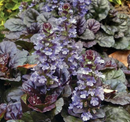 AJUGA - BLACK SCALLOP