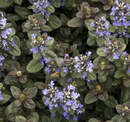 AJUGA - CHOCOLATE CHIP