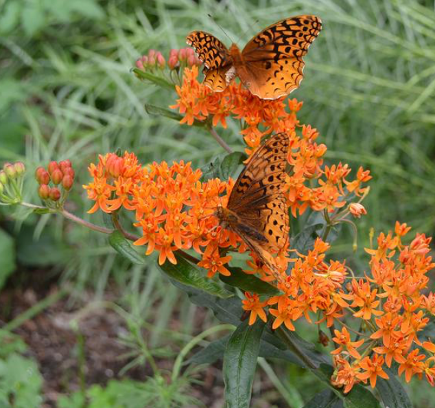 ASCELEPIAS - BUTTERFLY WEED