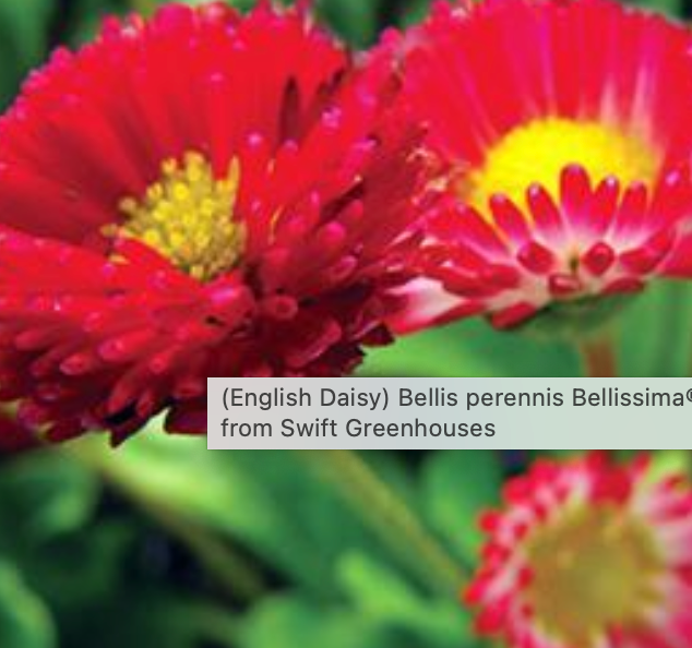 BELLIS - RED