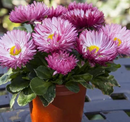 BELLIS - ROSE BI