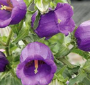 CAMPANULA - BLUE