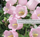 CAMPANULA - PINK