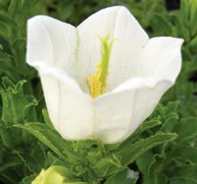 CAMPANULA - WHITE