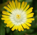 DELOSPERMA - PERIDOT