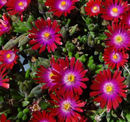 DELOSPERMA - GARNET