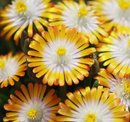 DELOSPERMA - TOPAZ