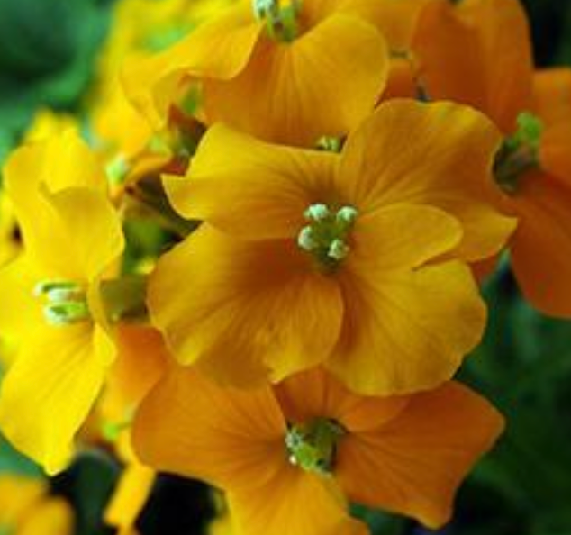 ERYSIMUM - ORANGE BEDDER