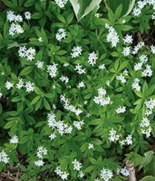 GALIUM - SWEET WOODRUFF