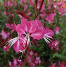GAURA - BELLEZA DK PINK