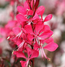 GAURA - GAUDI RED