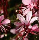GAURA - PINK FOUNTAIN