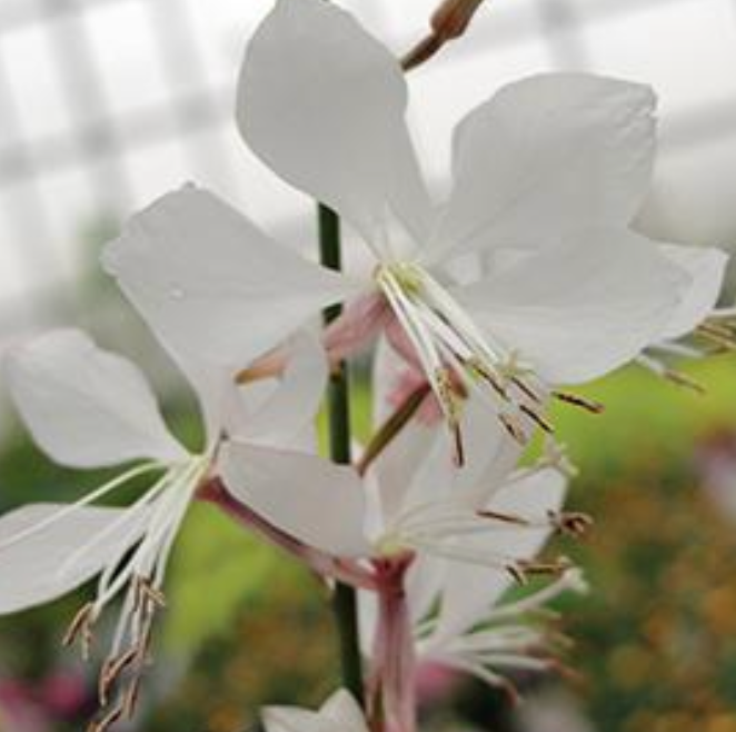 GAURA - WHIRLING BUTTERFLIES