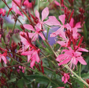 GAURA - SISKIYOU PINK