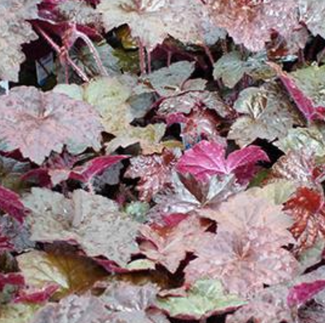 HEUCHERA - PALACE PURPLE